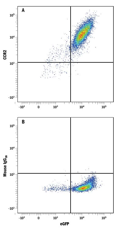 Detection of CCR2 antibody in HEK293 Human Cell Line Transfected with Rat CCR2 and eGFP antibody by Flow Cytometry.