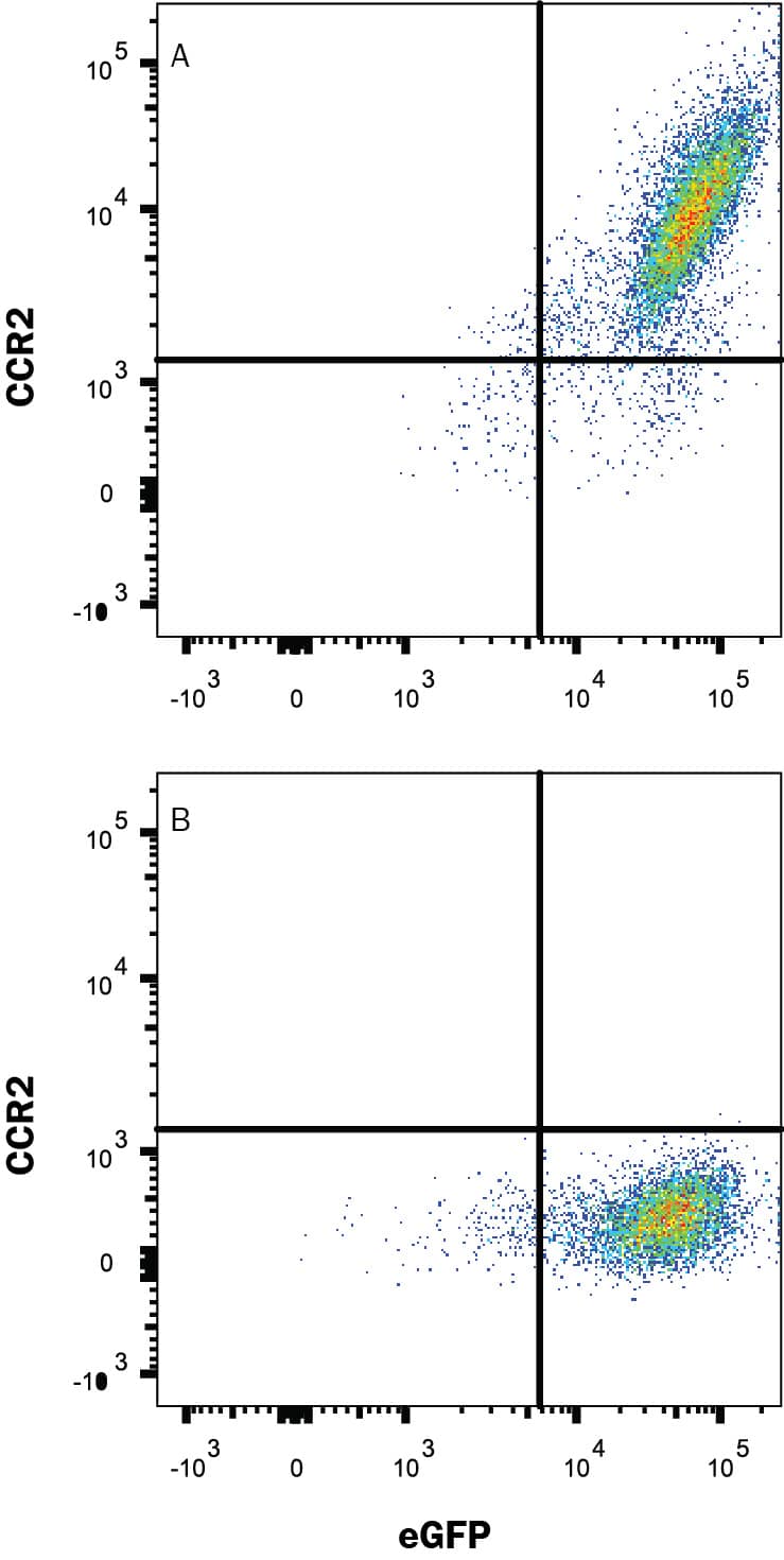 Detection of CCR2 antibody in HEK293 Human Cell Line Transfected with Rat CCR2 and eGFP antibody by Flow Cytometry