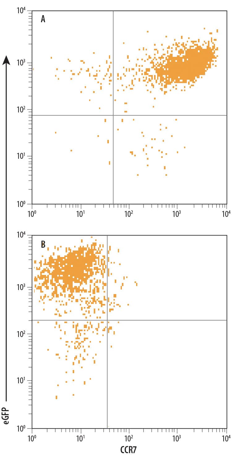 Detection of CCR7 antibody in HEK293 Human Cell Line Transfected with Human CCR7 and eGFP antibody by Flow Cytometry.