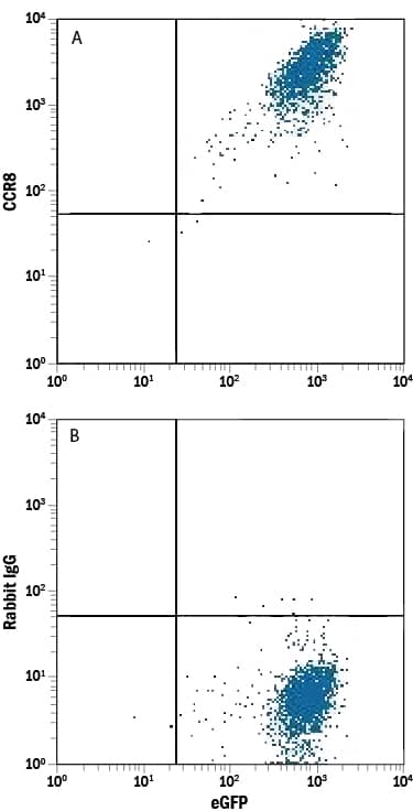 Detection of CCR8 antibody in HEK293 Human Cell Line Transfected with Mouse CCR8 and eGFP antibody by Flow Cytometry.