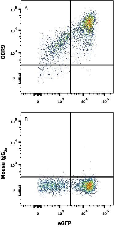 Detection of CCR9 antibody in HEK293 Human Cell Line Transfected with Human CCR9 and eGFP antibody by Flow Cytometry.