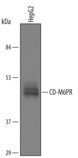 Detection of Human CD-M6PR Lumenal Domain antibody by Western Blot.