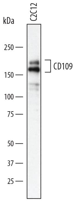 Detection of Mouse CD109 antibody by Western Blot.