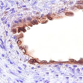 CD109 antibody in Human Placenta by Immunohistochemistry (IHC-P).