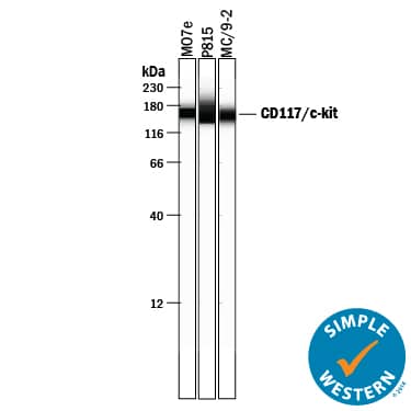 Detection of Human and Mouse CD117/c-kit antibody by Simple WesternTM.