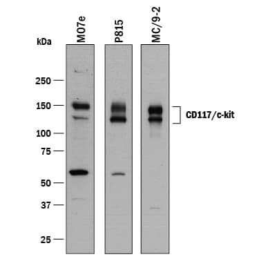 Detection of Human and Mouse CD117/c-kit antibody by Western Blot.