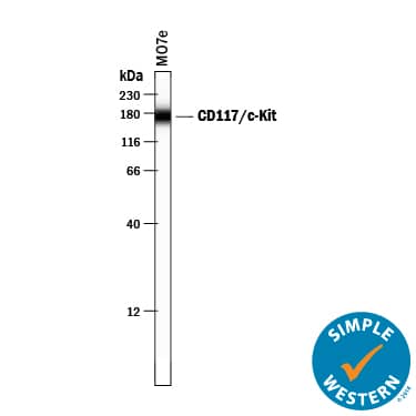 Detection of Human CD117/c-kit antibody by Simple WesternTM.