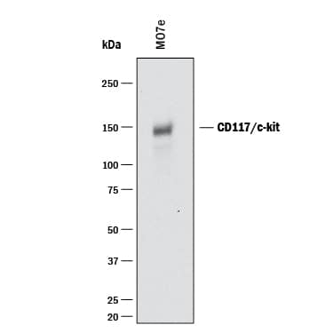 Detection of Human CD117/c-kit antibody by Western Blot.