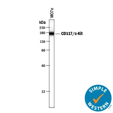 Detection of Human CD117/c-kit antibody by Simple WesternTM.