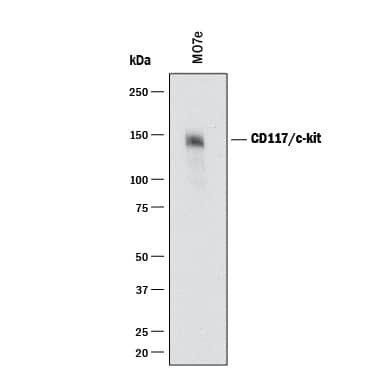 Detection of Human CD117/c-kit antibody by Western Blot.