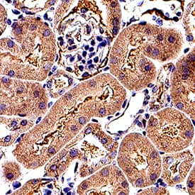 CD133 antibody in Mouse Kidney by Immunohistochemistry (IHC-Fr).
