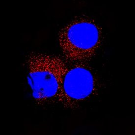 CD155/PVR antibody in U937 human histiocytic lymphoma cell line by Immunocytochemistry (ICC).