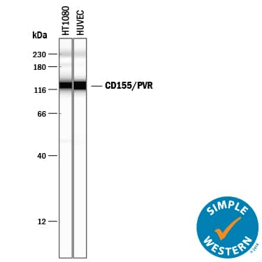 Detection of Human CD155/PVR antibody by Simple WesternTM.