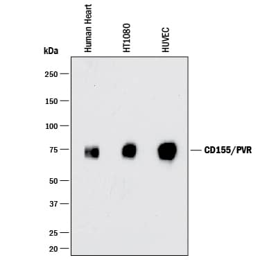 Detection of Human CD155/PVR antibody by Western Blot.