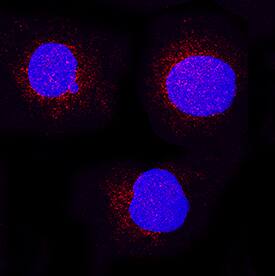 CD155/PVR antibody in U937 Human Cell Line by Immunocytochemistry (ICC).