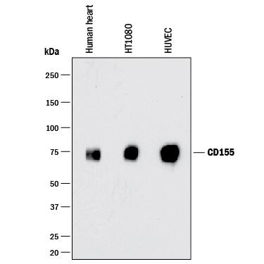 Detection of Human CD155/PVR antibody by Western Blot.