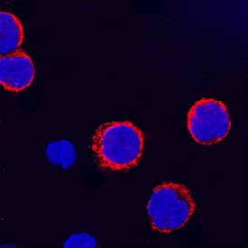 CD155/PVR antibody in Human PBMCs by Immunocytochemistry (ICC).