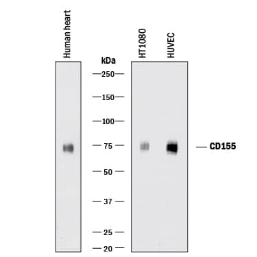 Detection of Human CD155/PVR antibody by Western Blot.