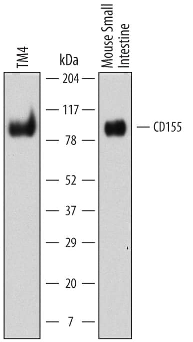 Detection of Mouse CD155/PVR antibody by Western Blot.