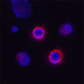 CD160 antibody in Mouse Splenocytes by Immunocytochemistry (ICC).