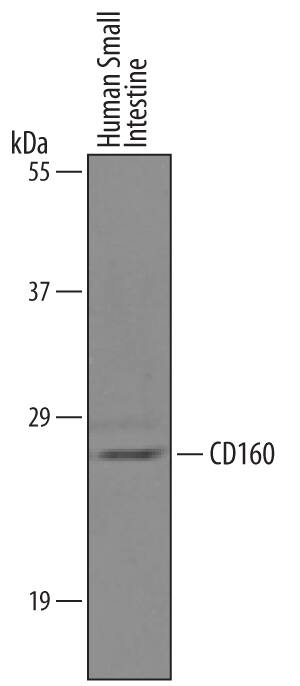 Detection of Human CD160 antibody by Western Blot.