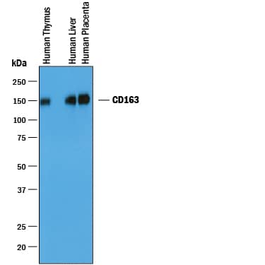 Detection of Human CD163 antibody by Western Blot.