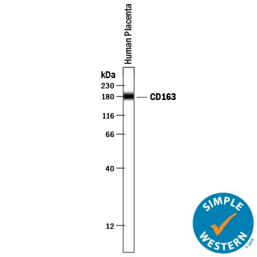 Detection of Human CD163 antibody by Simple WesternTM.
