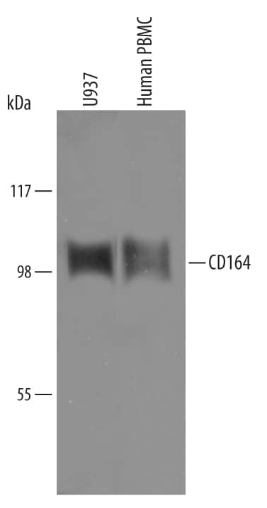 Detection of Human CD164 antibody by Western Blot.