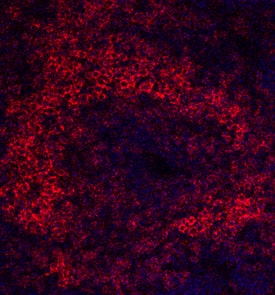 CD19 antibody in Rat Spleen by Immunohistochemistry (IHC-Fr).