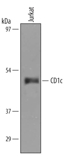 Detection of Human CD1c antibody by Western Blot.