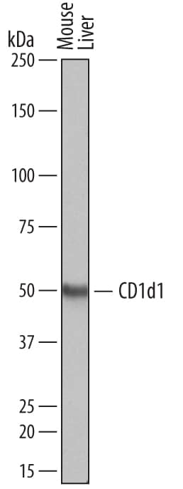 Detection of Mouse CD1d1 antibody by Western Blot.