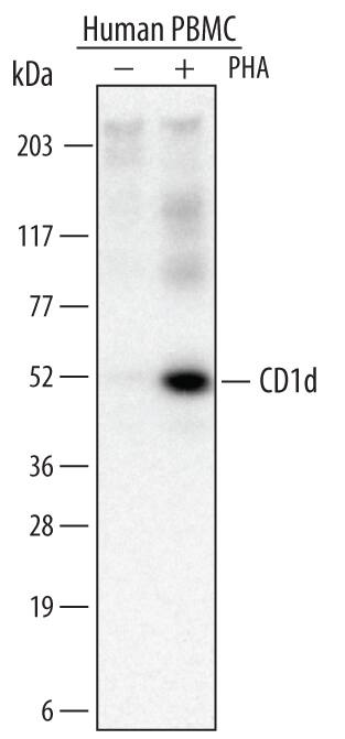 Detection of Human CD1d antibody by Western Blot.