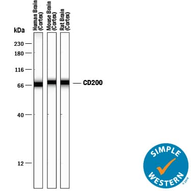 Detection of Human, Mouse, and Rat CD200 antibody by Simple WesternTM.