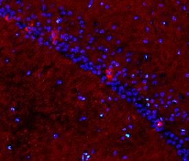 CD200 antibody in Mouse Brain by Immunohistochemistry (IHC-Fr).
