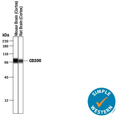 Detection of Mouse and Rat CD200 antibody by Simple WesternTM.