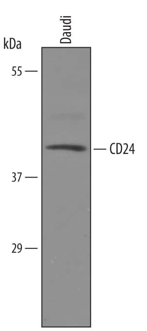 Detection of Human CD24 antibody by Western Blot.