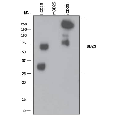 Detection of Recombinant Human and Rat CD25/IL-2 R alpha antibody by Western Blot.