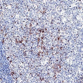 CD27/TNFRSF7 antibody in Human Tonsil by Immunohistochemistry (IHC-P).