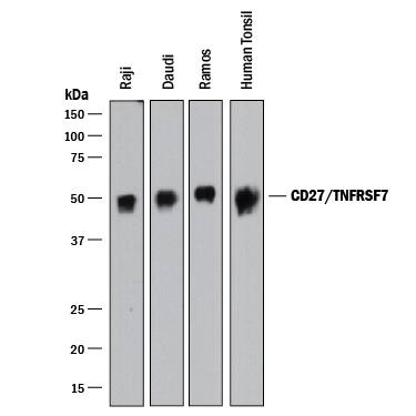 Detection of Human CD27/TNFRSF7 antibody by Western Blot.