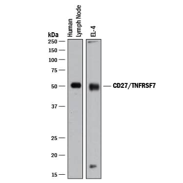 Detection of Human and Mouse CD27/TNFRSF7 antibody by Western Blot.