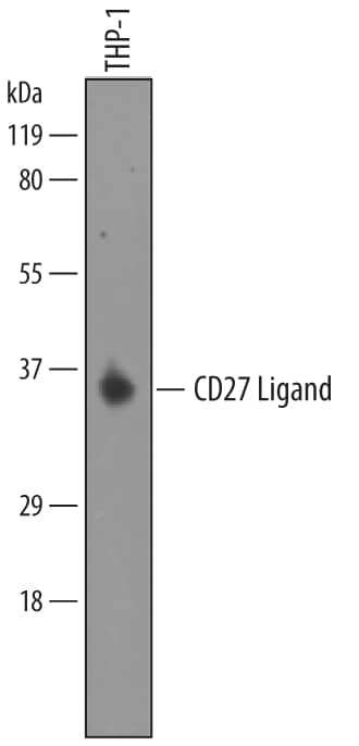 Detection of Human CD27 Ligand/TNFSF7 by Western Blot. Detection of Human CD27 Ligand/TNFSF7 antibody by Western Blot.