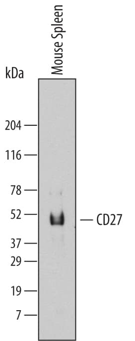 Detection of Mouse CD27/TNFRSF7 antibody by Western Blot.