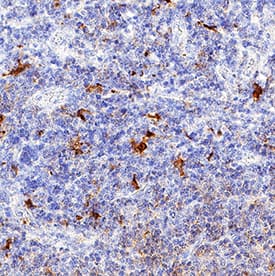CD28 antibody in Human Tonsil by Immunohistochemistry (IHC-P).