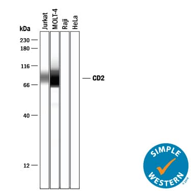 Detection of Human CD2 antibody by Simple WesternTM.