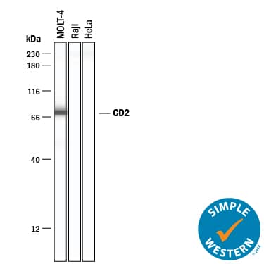 Detection of Human CD2 antibody by Simple WesternTM.