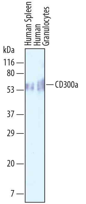 Detection of Human CD300a/LMIR1 antibody by Western Blot.