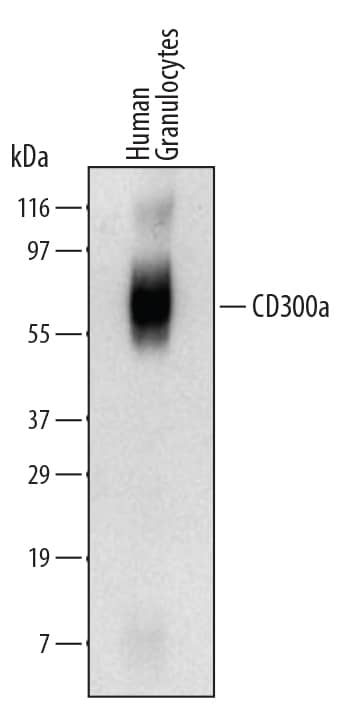 Detection of Human CD300a/LMIR1 antibody by Western Blot.