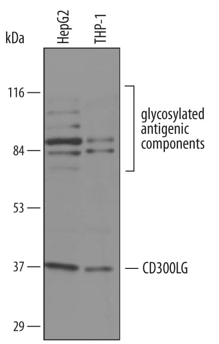 Detection of Human CD300g/Nepmucin antibody by Western Blot.