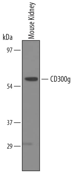 Detection of Mouse CD300g/Nepmucin antibody by Western Blot.