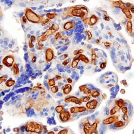 CD30 Ligand/TNFSF8 antibody in Human Placenta by Immunohistochemistry (IHC-P).